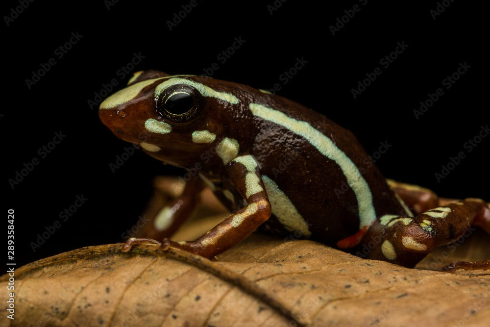 Obraz premium Phantasmal Poison-arrow Frog (Epipedobates tricolor)