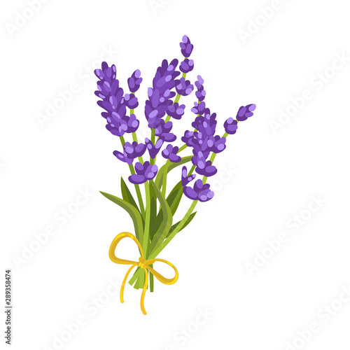 Bouquet of lavender with a yellow ribbon. Vector illustration on a white background.