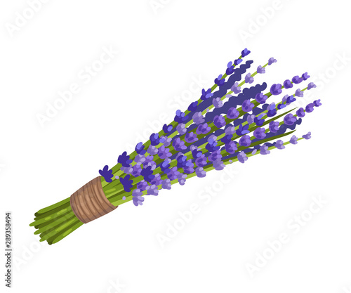 Bouquet of lavender tied with a rope. Vector illustration on a white background.