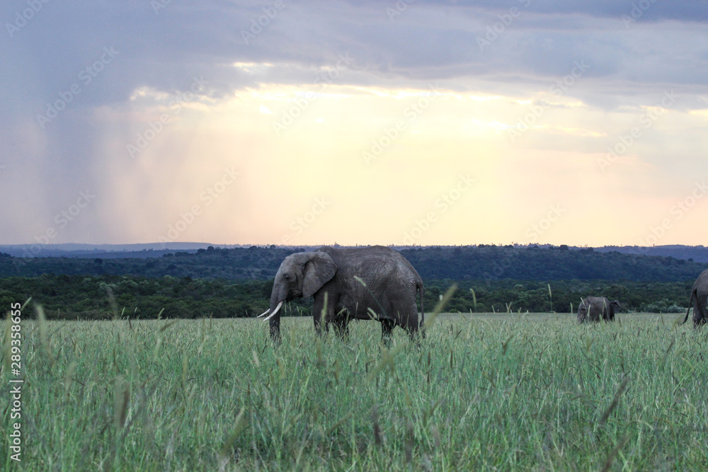 Fototapeta premium Elephant sunset