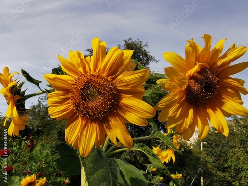 Large sunflower Buds agains...