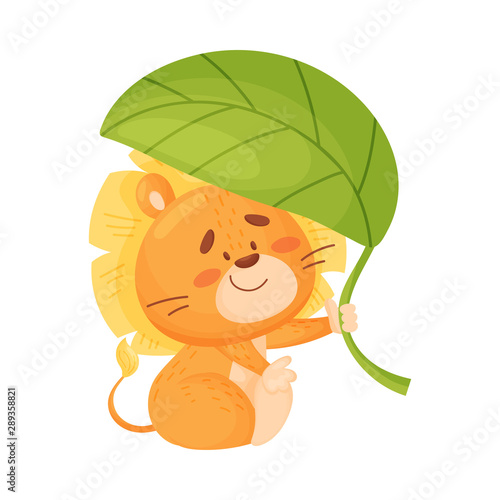 Cute lion cub is hiding under a large leaf. Vector illustration on a white background.