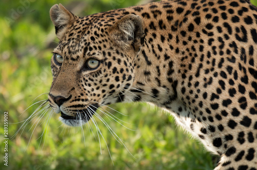 Leopard head closeup