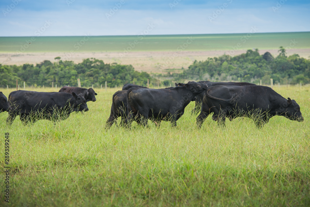 Angus bulls and cows, grazing on pasture, in Brazil Angus bulls and cows, grazing on pasture, in Brazil