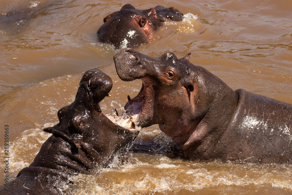 Fototapeta premium Hippos fighting