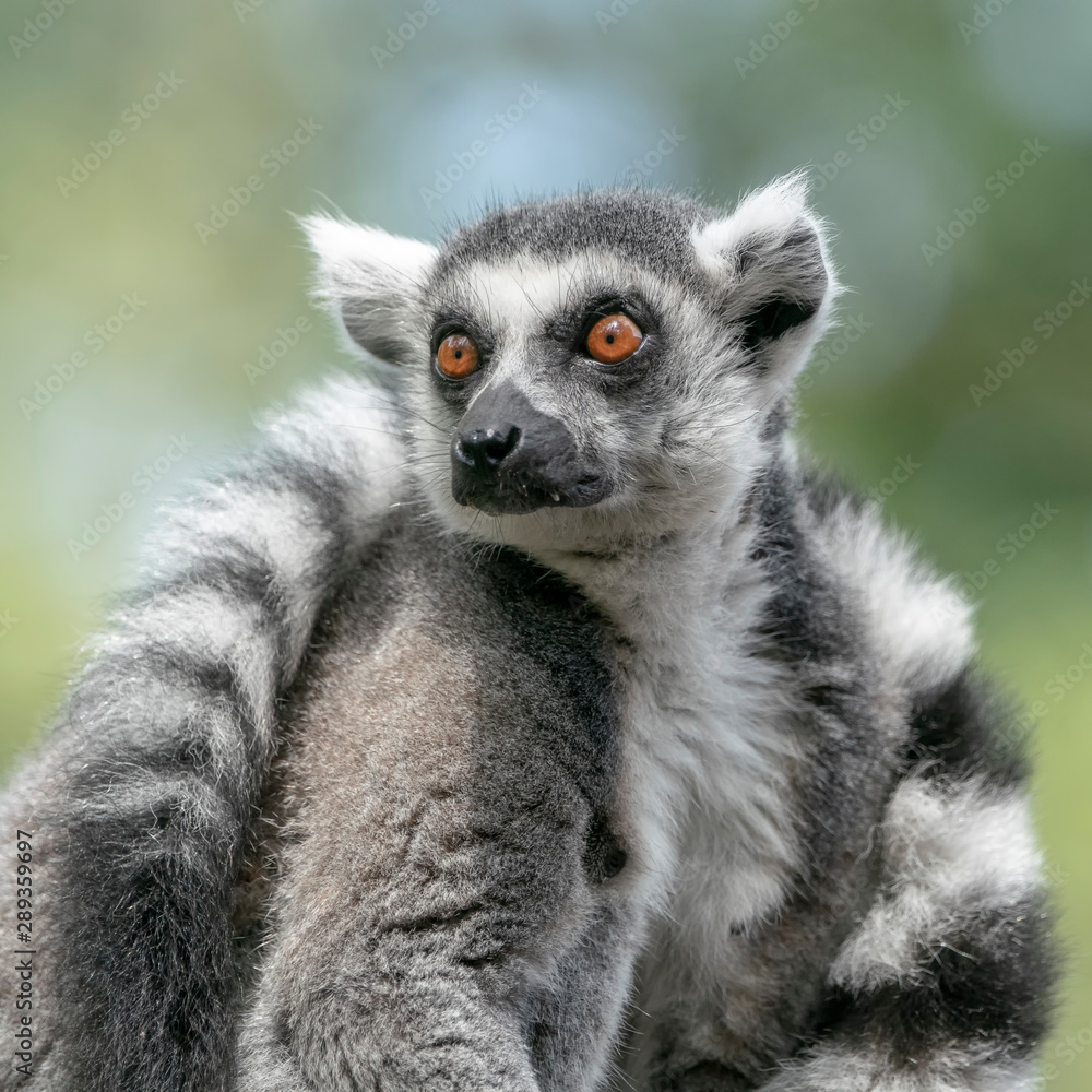 ring tailed lemur (Lemur catta). Apenheul at Apeldoorn in the Netherlands.