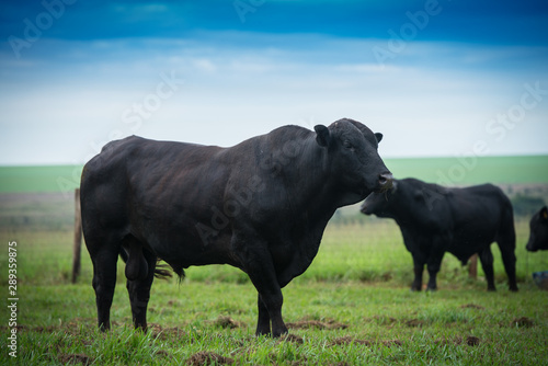 Angus bulls and cows, grazing on pasture, in Brazil photo