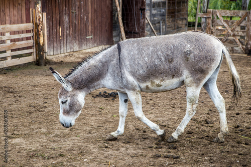 Fototapeta Naklejka Na Ścianę i Meble -  Osioł 