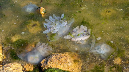 Dead jellyfish were thrown ashore after the storm, on the shores of the Azov Sea.