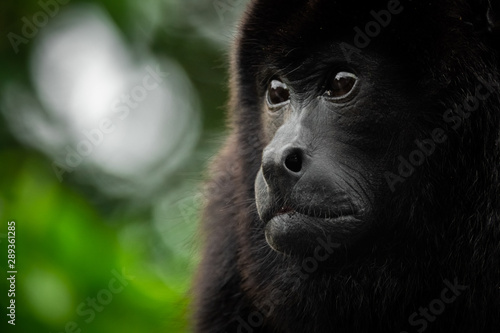 Photography Monkey portrait