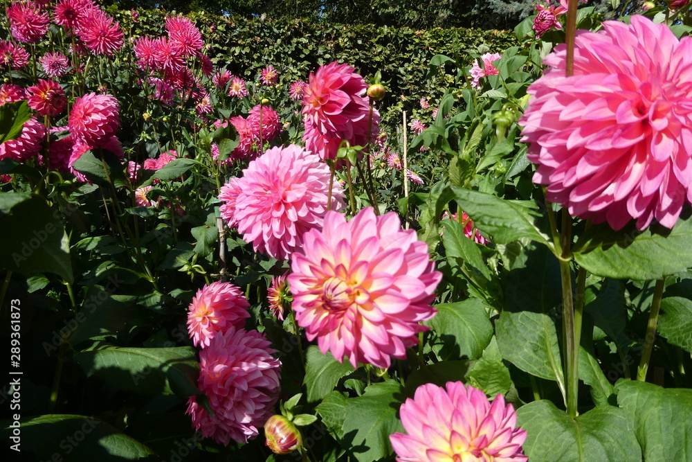 Dahlia Dahlia