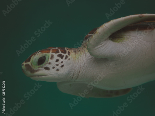turtle in an aquarium