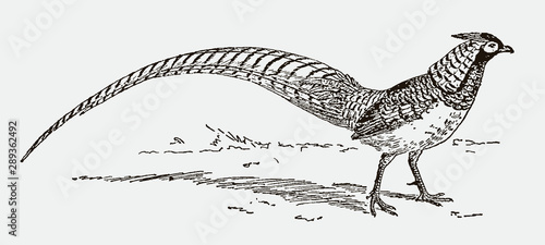 Lady Amherst's pheasant, chrysolophus amherstiae with long tail feathers, after engraving from 19th century photo
