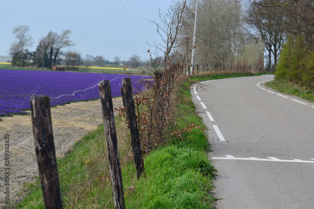 Fototapeta premium road with blue flower on a side of the road 