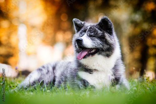 Akita Inu striped dog lying in the grass photo