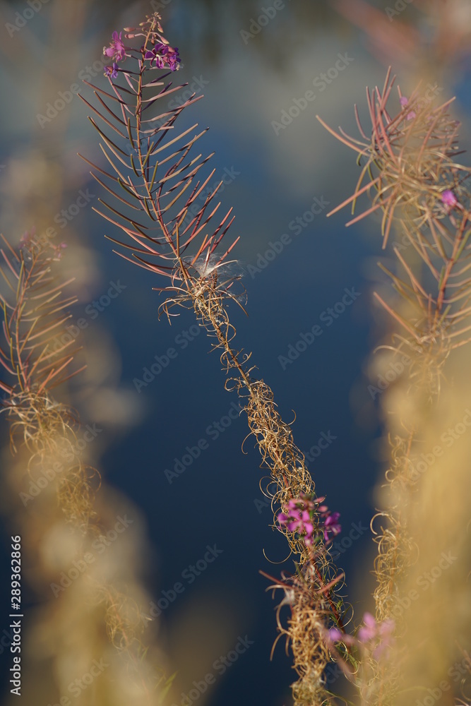 Chamaenerion angustifolium Chamaenerion angustifolium