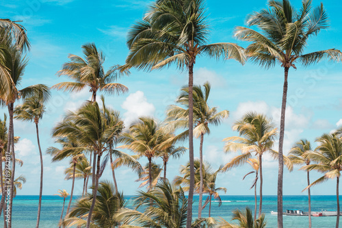 palm trees on the beach © Richard