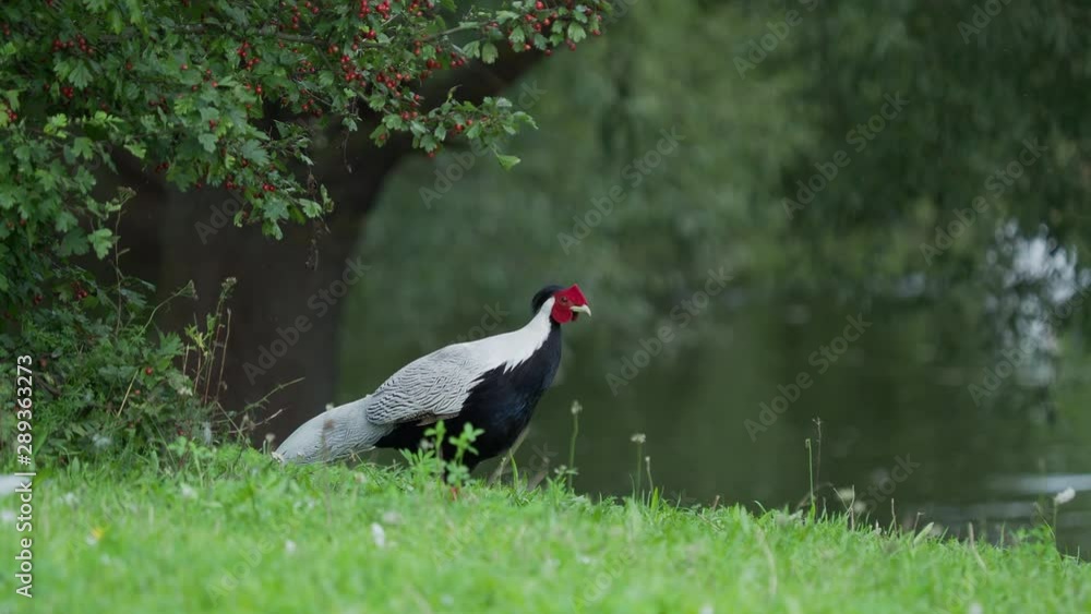 Silver pheasant Lophura nycthemera searching for food in grass of field. Silver pheasant Lophura nycthemera searching for food in grass of field.