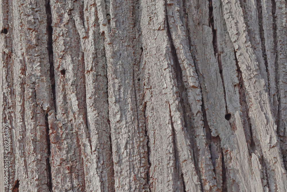 Gray bark of an old tree texture / background Gray bark of an old tree texture / background