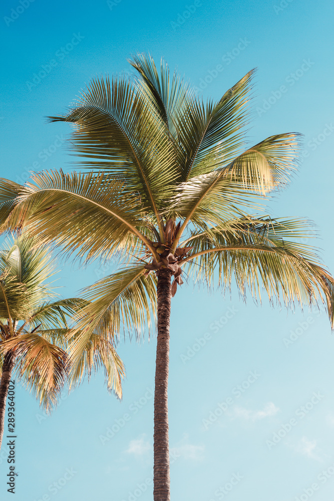 Obraz premium palm tree and blue sky