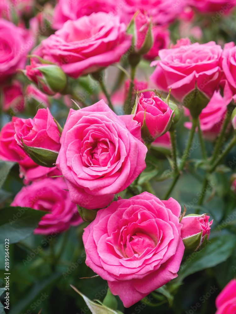 Natural summer background with pink roses. Beautiful blooming flower on green leaves background. Natural summer background with pink roses. Beautiful blooming flower on green leaves background.