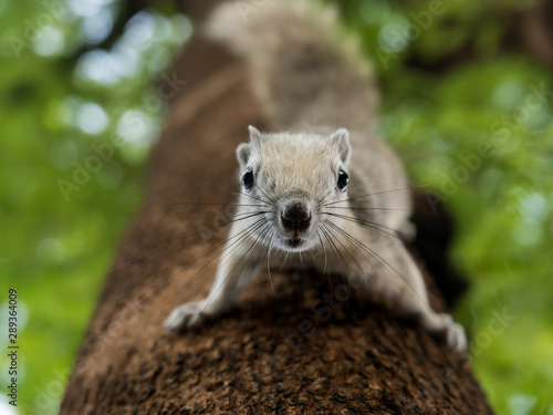 Wallpaper Mural Squirrel clinging to a tree looking closely Torontodigital.ca
