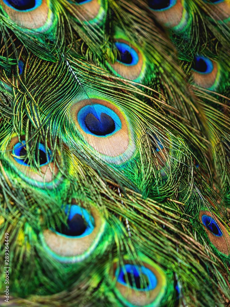 Fototapeta premium Colorful peacock feathers. Natural background with bird's feathers.