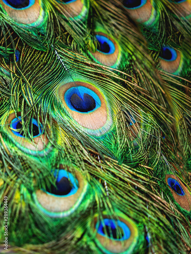 Colorful peacock feathers. Natural background with bird's feathers.