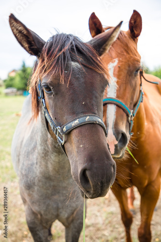 Horses on farm in Czech Republic © Venu