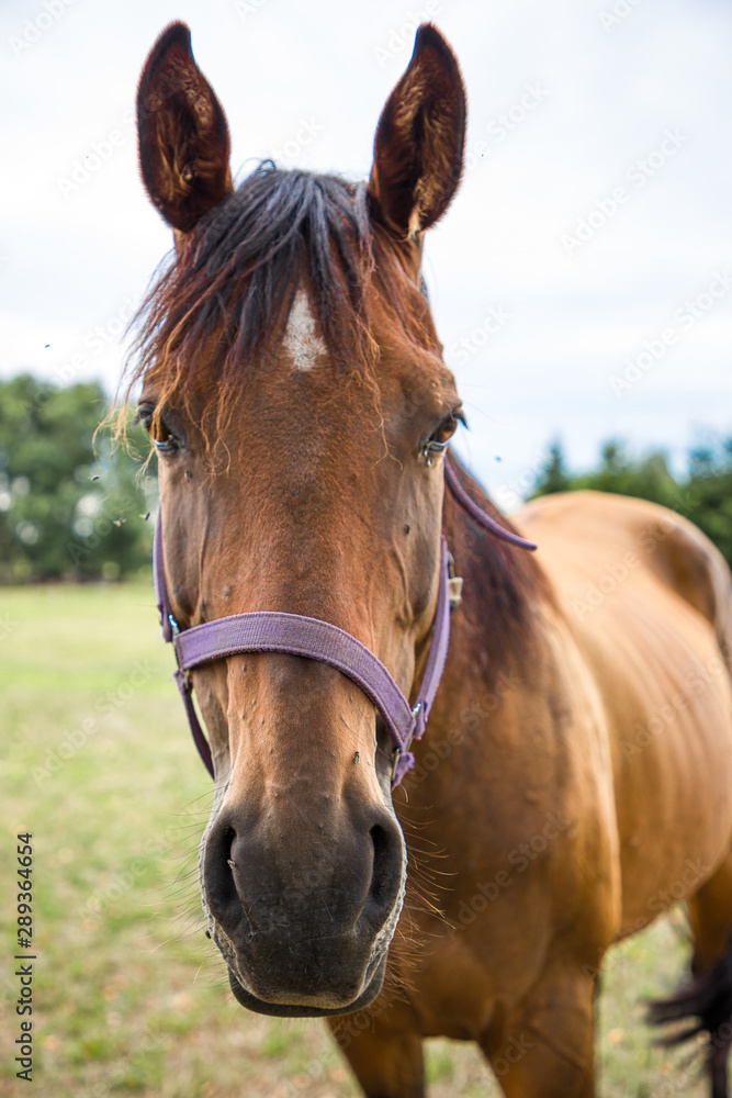 Horses on farm in Czech Republic Horses on farm in Czech Republic
