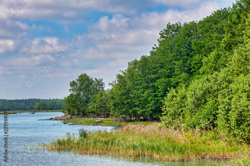 Colorful green forest at th...