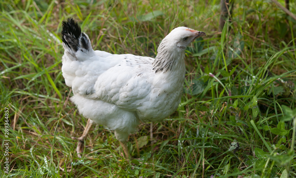 Point of lay free range light sussex hen walking in grass Point of lay free range light sussex hen walking in grass