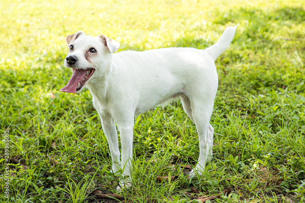 Jack Russel Terrier in park