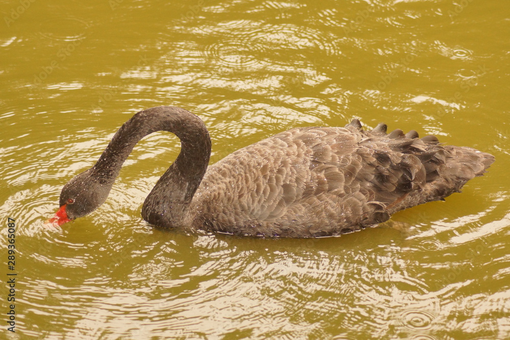 Fototapeta premium Szczawno Zdrój