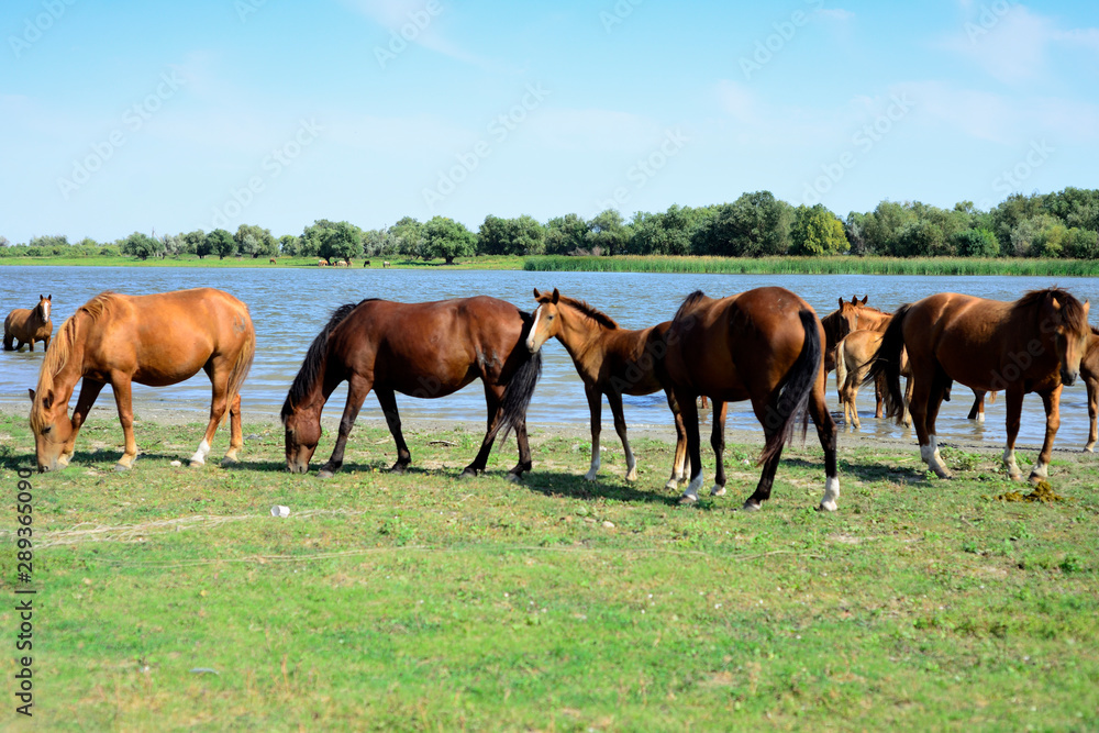 horses stand at a watering place with foals horses stand at a watering place with foals