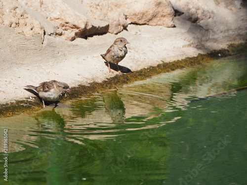 dos gorriones bebiendo en el estanque del parque municipal de mollerussa  lerida  espa  a