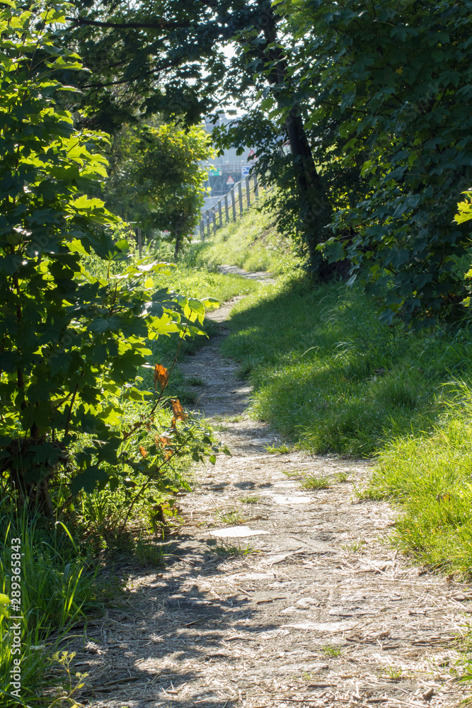 geschlungener Waldweg mit Gras und Büschen schön geschlungener Waldweg mit Gras und Büschen schön