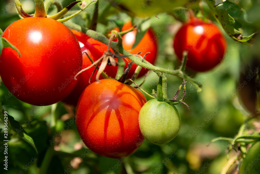 Branch of red round tomatoes