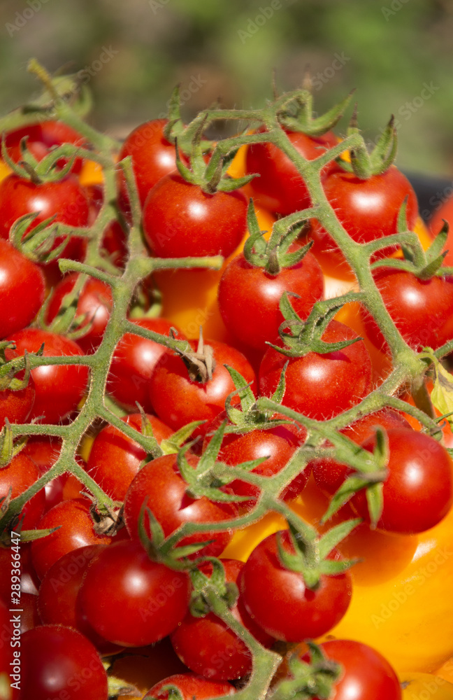 Cluster of small red cherry tomatoes on a branch