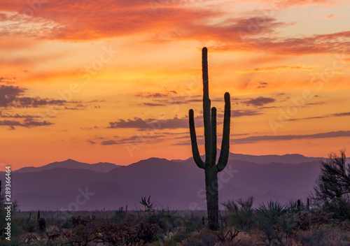 Vibrant Early Morning Desert Sunrise With Cactus © Ray Redstone
