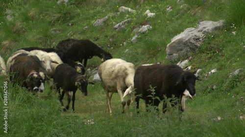 Wallpaper Mural Black and white sheep run on pasture, grass and rocks in background. Flock of sheep on mountain pasture, grazing and walking. Torontodigital.ca