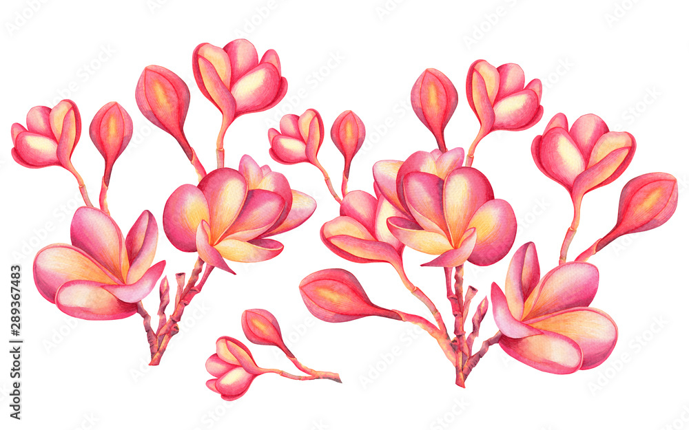 watercolor painting pink blooming flowers isolated on white background.Hand drawn illustration tropical exotic colorful flower for wallpaper summer hawaii style can use suitable for special occasion.