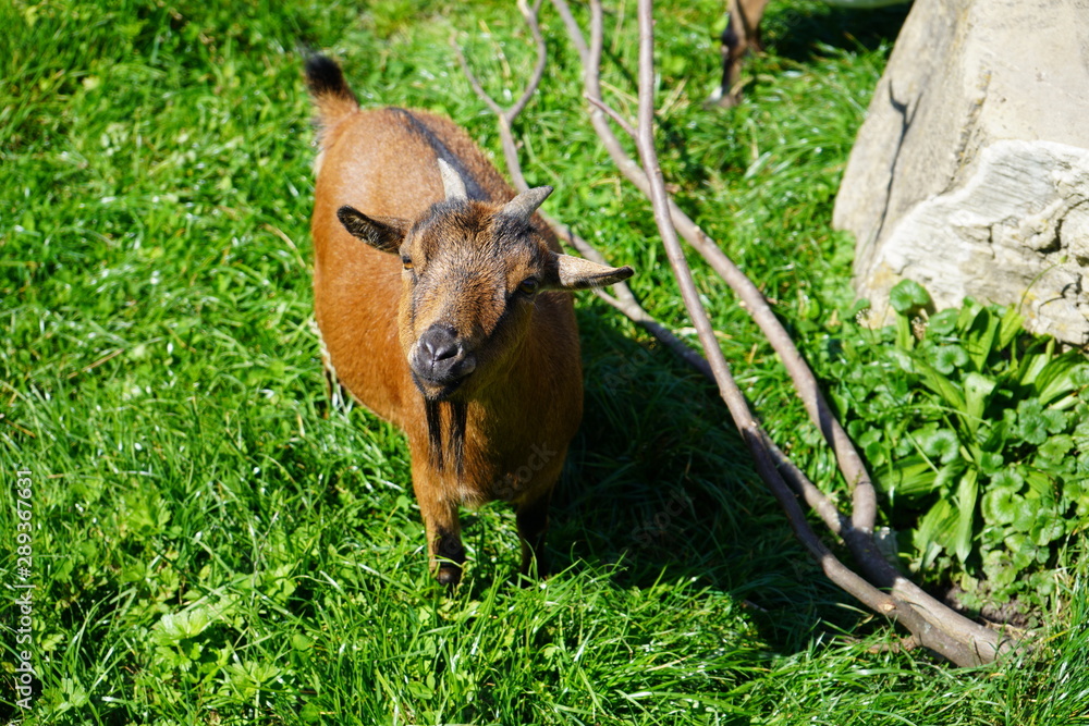Fototapeta premium Tiere 