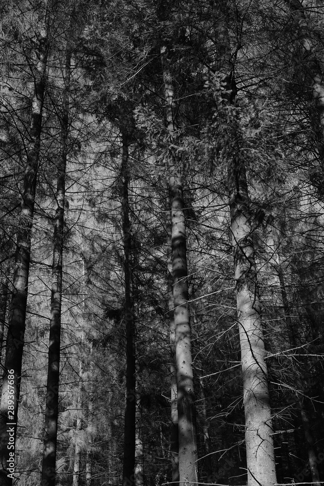 Fototapeta premium Black and white trees