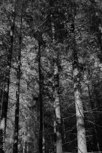 Black and white trees