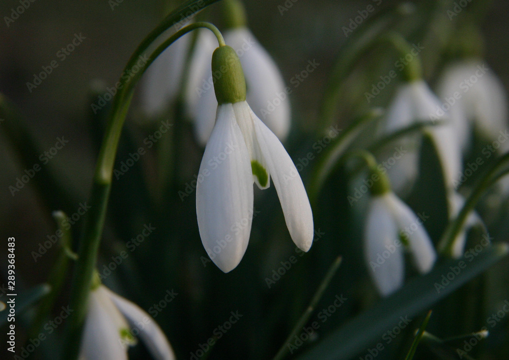 Obraz premium Schneeglöckchen