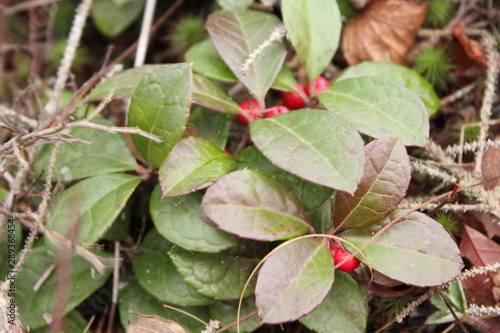 Red berries in December