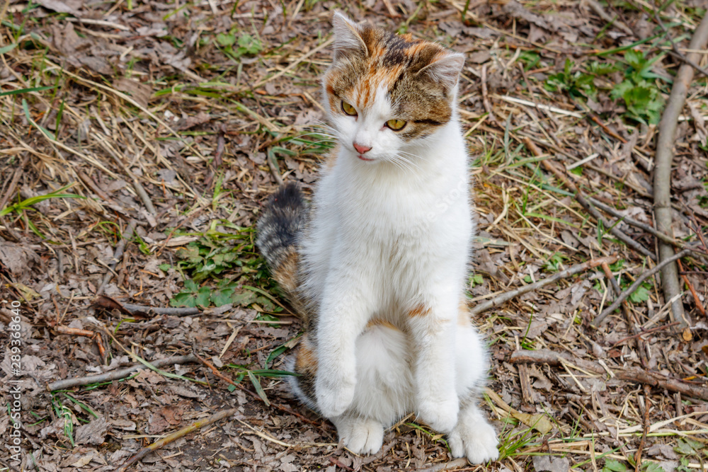 Tricolor cat sits on the ground and watches with interest