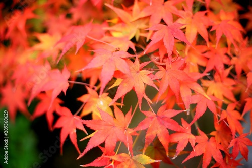 もみじ　紅葉