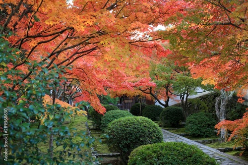 寺　庭　紅葉